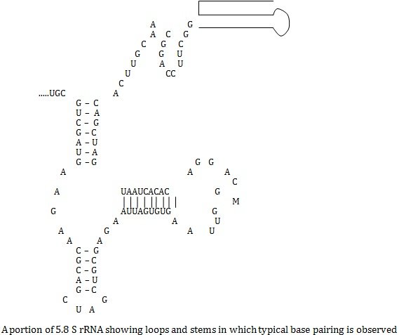 5.8 S rRNA showing loops